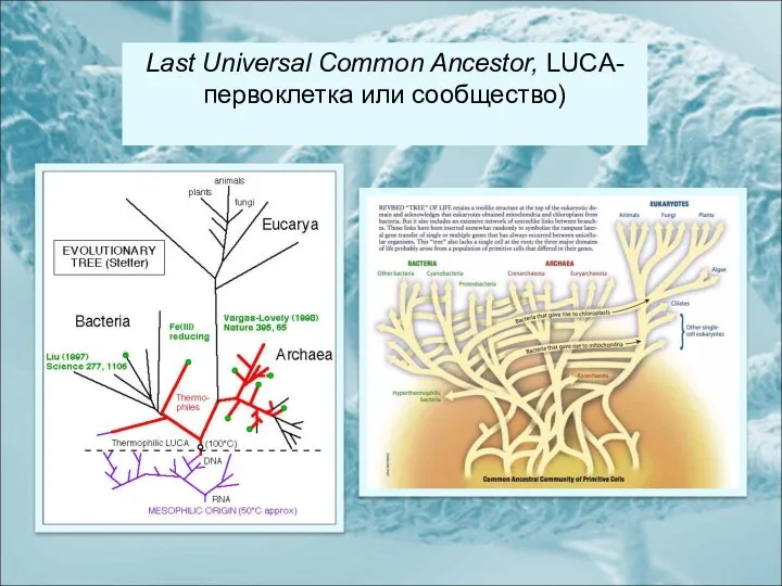 Last Universal Common Ancestor, LUCА-первоклетка или сообщество)