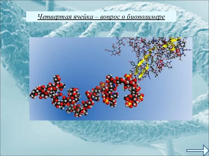 Четвертая ячейка – вопрос о биополимере