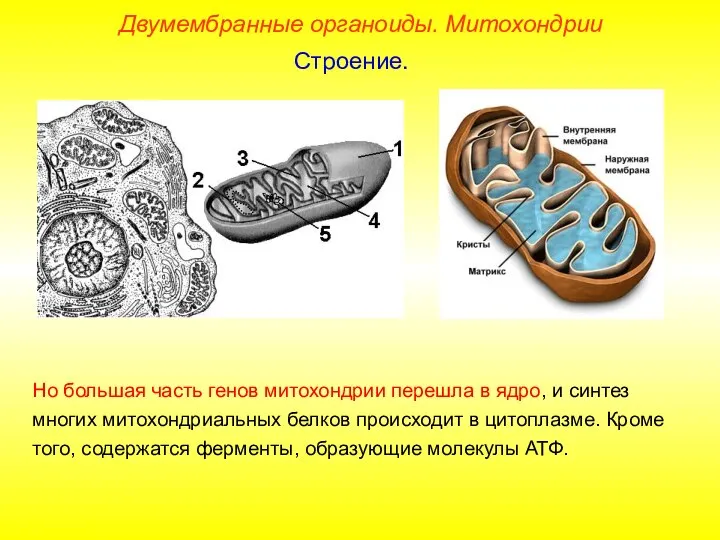 Но большая часть генов митохондрии перешла в ядро, и синтез многих