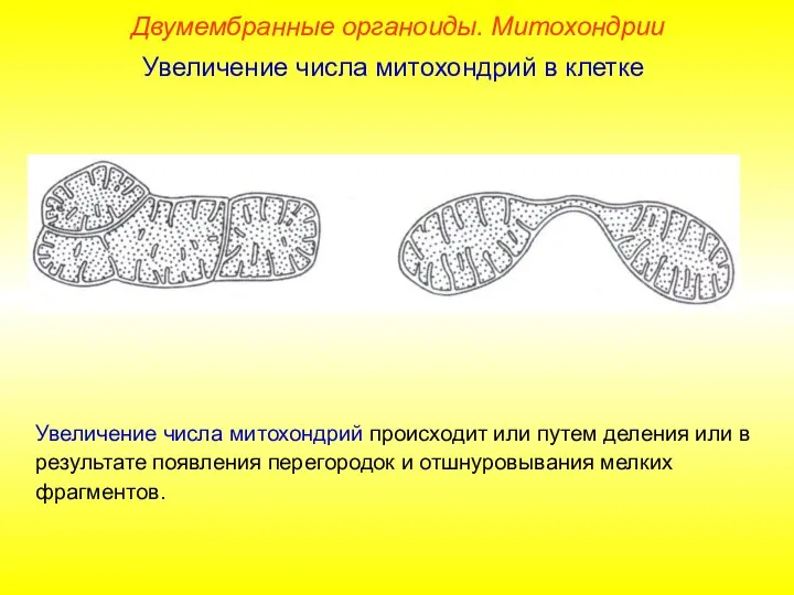 Увеличение числа митохондрий происходит или путем деления или в результате появления