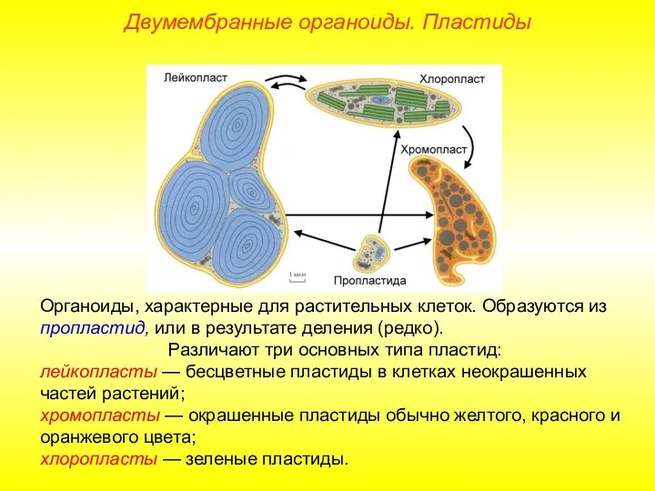 Органоиды, характерные для растительных клеток. Образуются из пропластид, или в результате