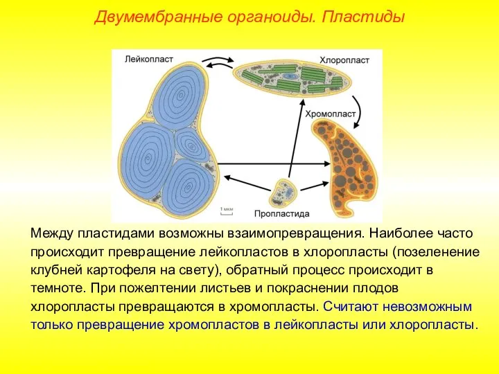 Двумембранные органоиды. Пластиды Между пластидами возможны взаимопревращения. Наиболее часто происходит превращение