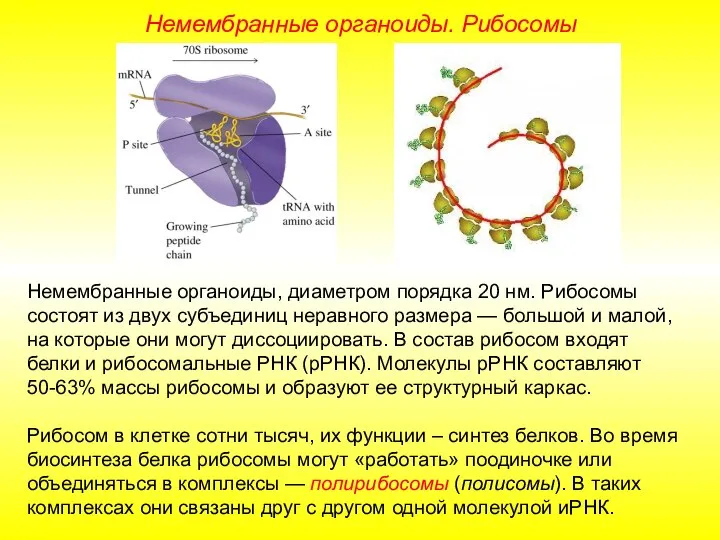 Немембранные органоиды, диаметром порядка 20 нм. Рибосомы состоят из двух субъединиц