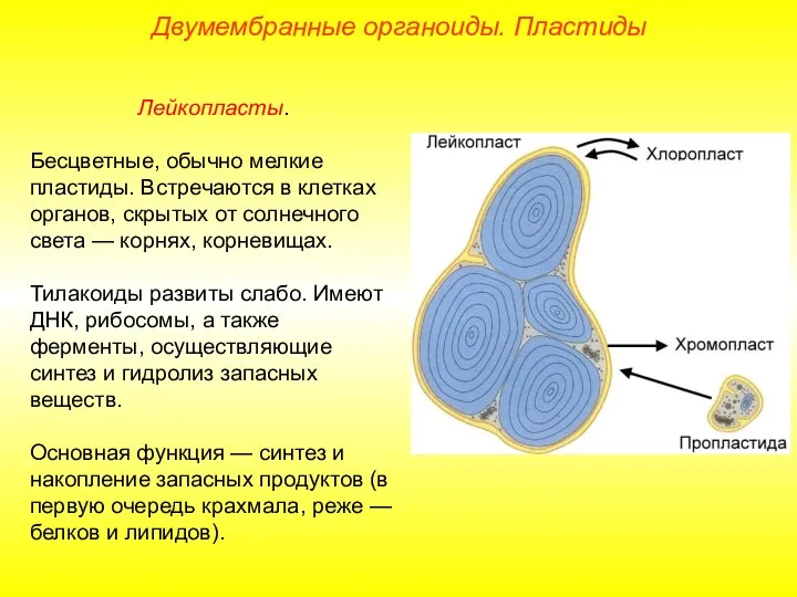 Лейкопласты. Бесцветные, обычно мелкие пластиды. Встречаются в клетках органов, скрытых от