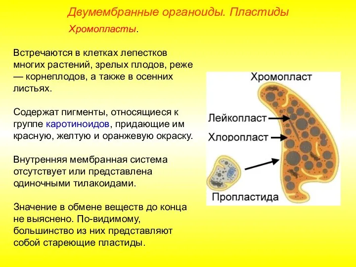 Хромопласты. Встречаются в клетках лепестков многих растений, зрелых плодов, реже —