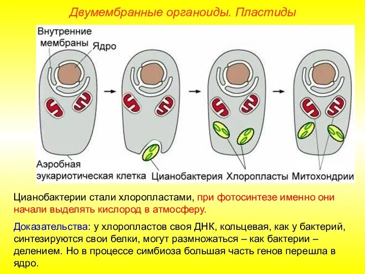 Двумембранные органоиды. Пластиды Цианобактерии стали хлоропластами, при фотосинтезе именно они начали