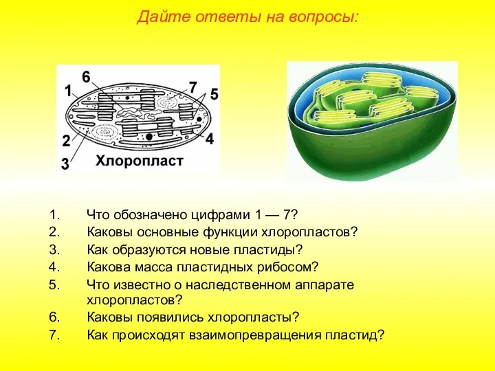 Что обозначено цифрами 1 — 7? Каковы основные функции хлоропластов? Как