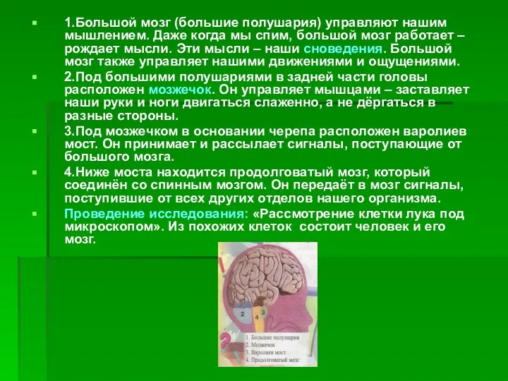 1.Большой мозг (большие полушария) управляют нашим мышлением. Даже когда мы спим,