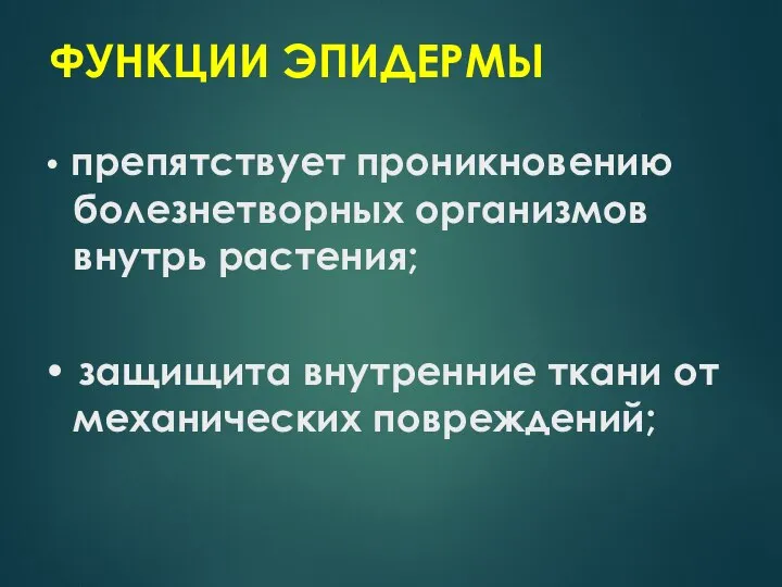 ФУНКЦИИ ЭПИДЕРМЫ • препятствует проникновению болезнетворных организмов внутрь растения; • защищита внутренние ткани от механических повреждений;