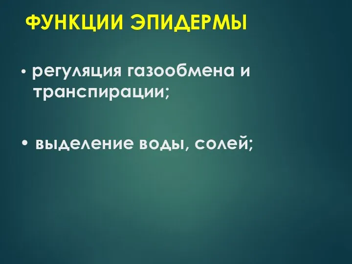 ФУНКЦИИ ЭПИДЕРМЫ • регуляция газообмена и транспирации; • выделение воды, солей;