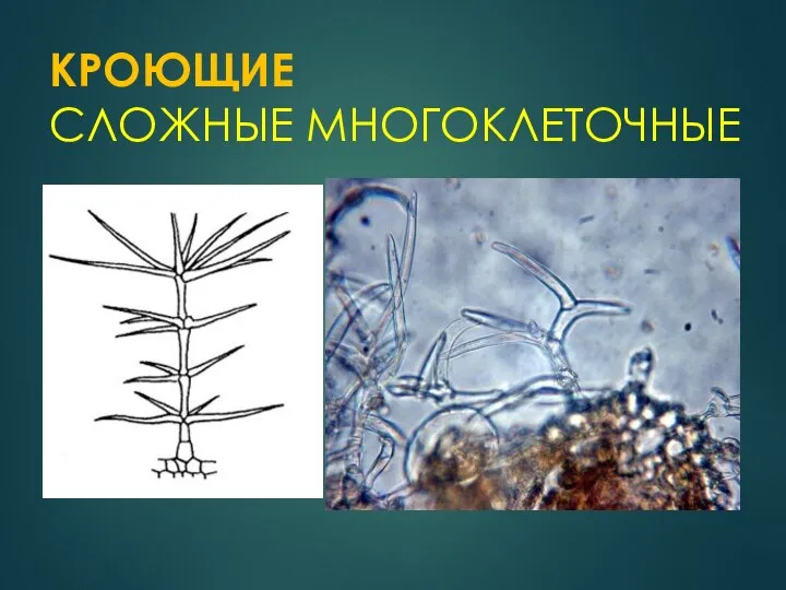 КРОЮЩИЕ СЛОЖНЫЕ МНОГОКЛЕТОЧНЫЕ