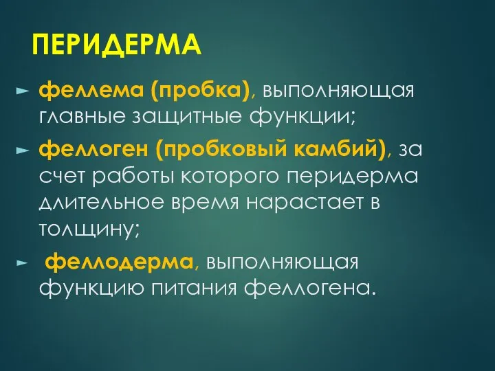 ПЕРИДЕРМА феллема (пробка), выполняющая главные защитные функции; феллоген (пробковый камбий), за