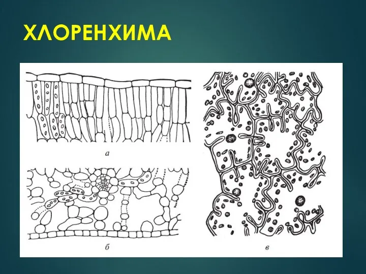 ХЛОРЕНХИМА