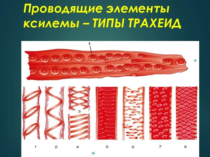 Проводящие элементы ксилемы – ТИПЫ ТРАХЕИД