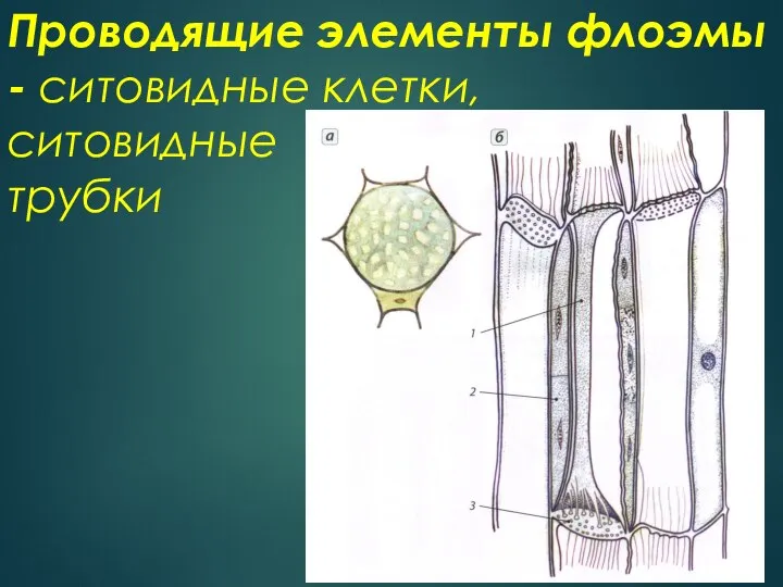 Проводящие элементы флоэмы - ситовидные клетки, ситовидные трубки