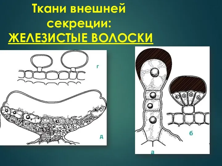 Ткани внешней секреции: ЖЕЛЕЗИСТЫЕ ВОЛОСКИ