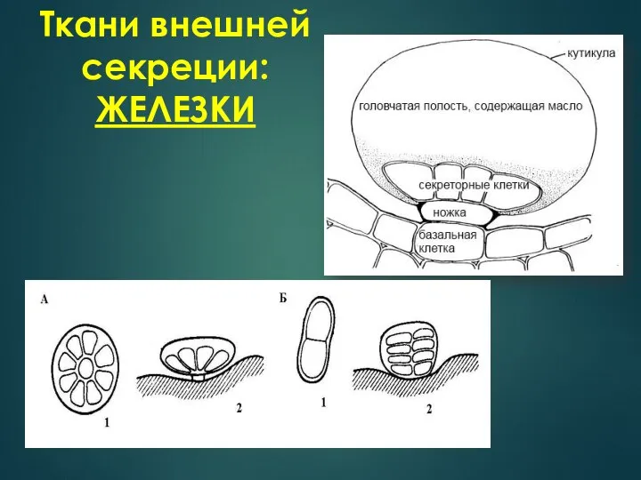 Ткани внешней секреции: ЖЕЛЕЗКИ