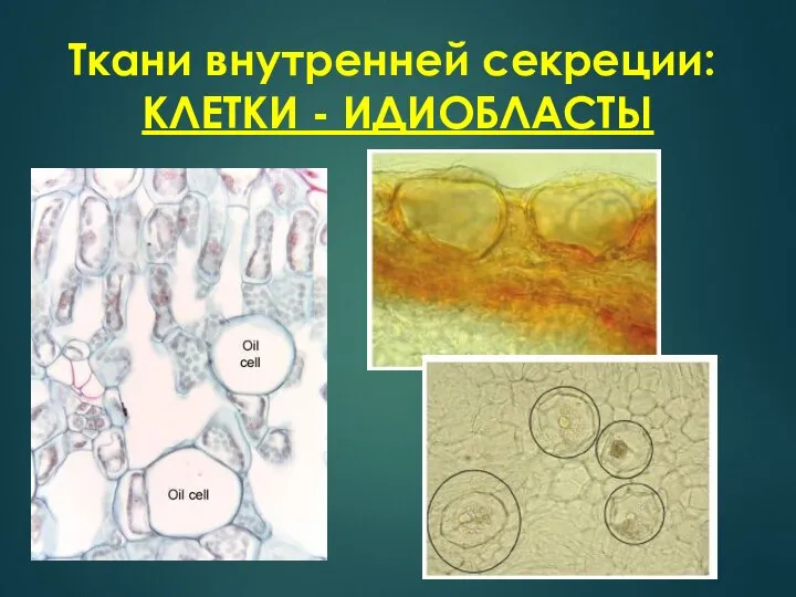 Ткани внутренней секреции: КЛЕТКИ - ИДИОБЛАСТЫ