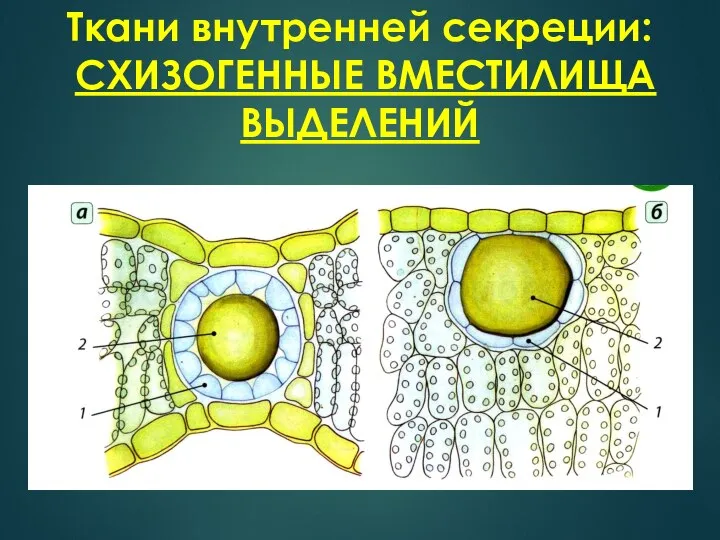 Ткани внутренней секреции: СХИЗОГЕННЫЕ ВМЕСТИЛИЩА ВЫДЕЛЕНИЙ