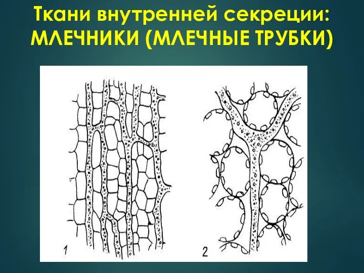 Ткани внутренней секреции: МЛЕЧНИКИ (МЛЕЧНЫЕ ТРУБКИ)