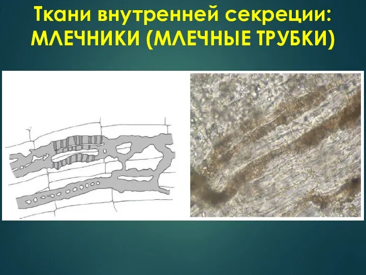 Ткани внутренней секреции: МЛЕЧНИКИ (МЛЕЧНЫЕ ТРУБКИ)