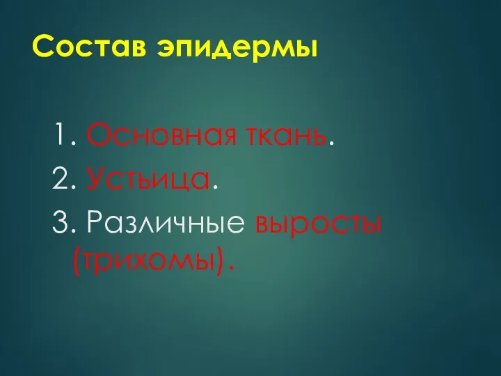 Состав эпидермы 1. Основная ткань. 2. Устьица. 3. Различные выросты (трихомы).