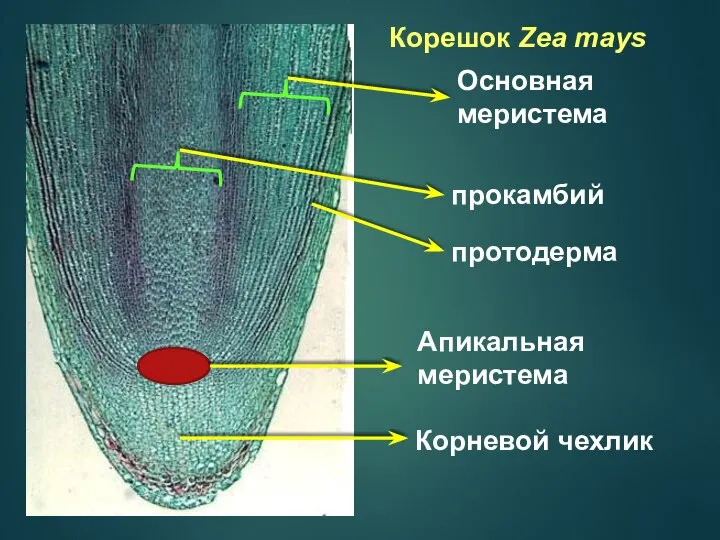 Корневой чехлик протодерма прокамбий Основная меристема Апикальная меристема Корешок Zea mays