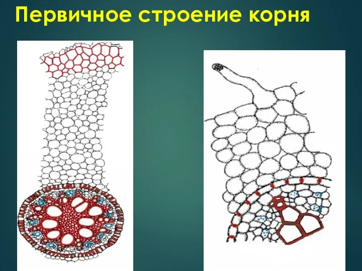 Первичное строение корня