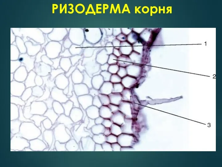 РИЗОДЕРМА корня