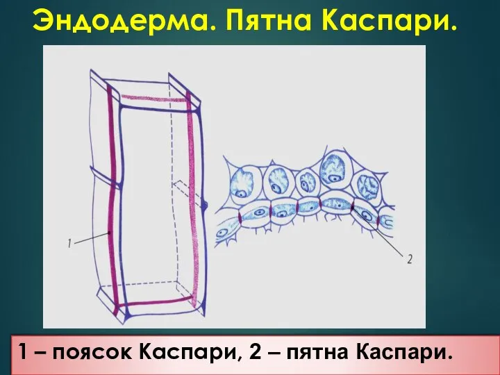 Эндодерма. Пятна Каспари. 1 – поясок Каспари, 2 – пятна Каспари.