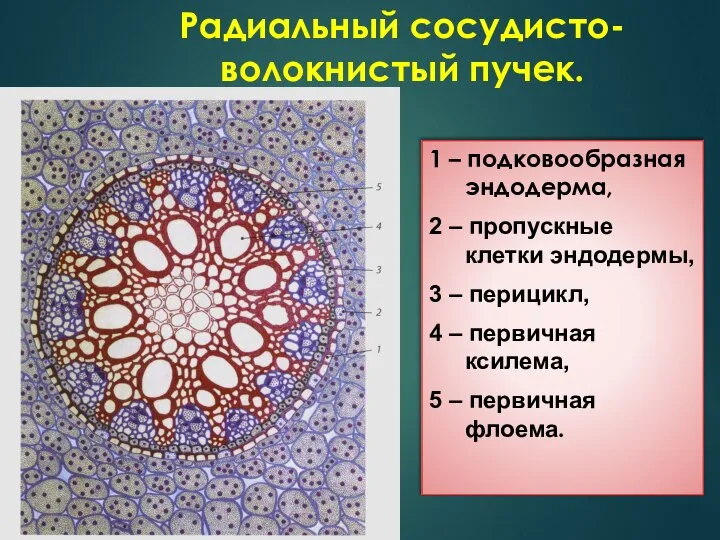 Радиальный сосудисто-волокнистый пучек. 1 – подковообразная эндодерма, 2 – пропускные клетки