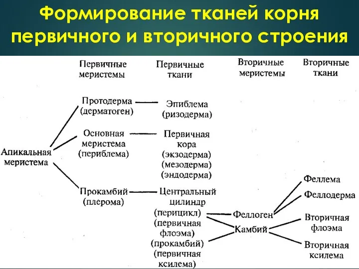 Формирование тканей корня первичного и вторичного строения