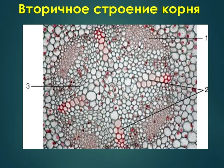 Вторичное строение корня