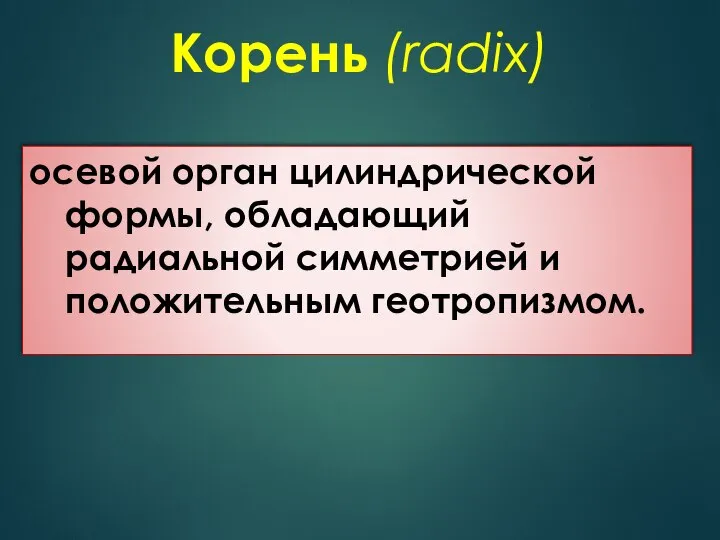 Корень (radix) осевой орган цилиндрической формы, обладающий радиальной симметрией и положительным геотропизмом.