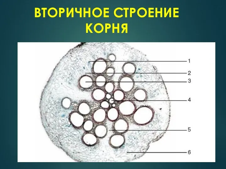 ВТОРИЧНОЕ СТРОЕНИЕ КОРНЯ