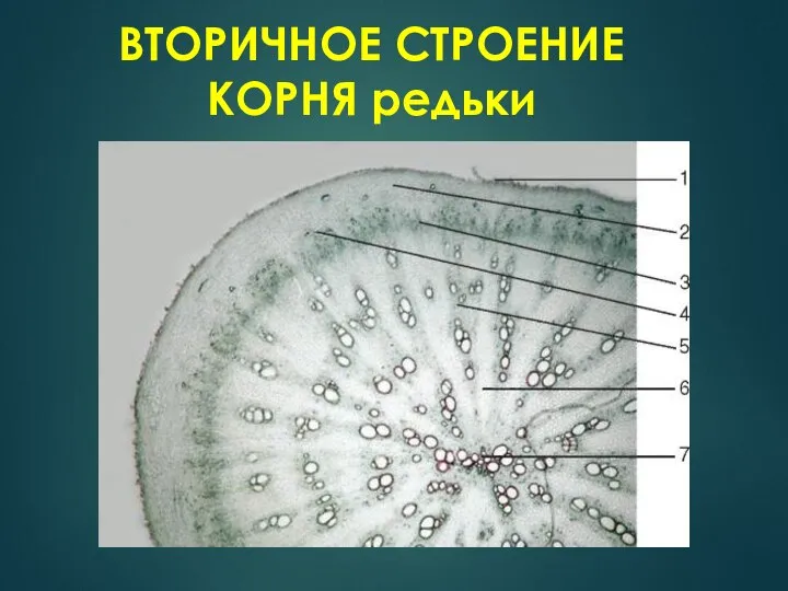 ВТОРИЧНОЕ СТРОЕНИЕ КОРНЯ редьки