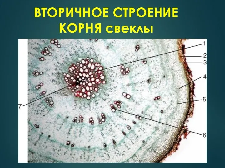 ВТОРИЧНОЕ СТРОЕНИЕ КОРНЯ свеклы