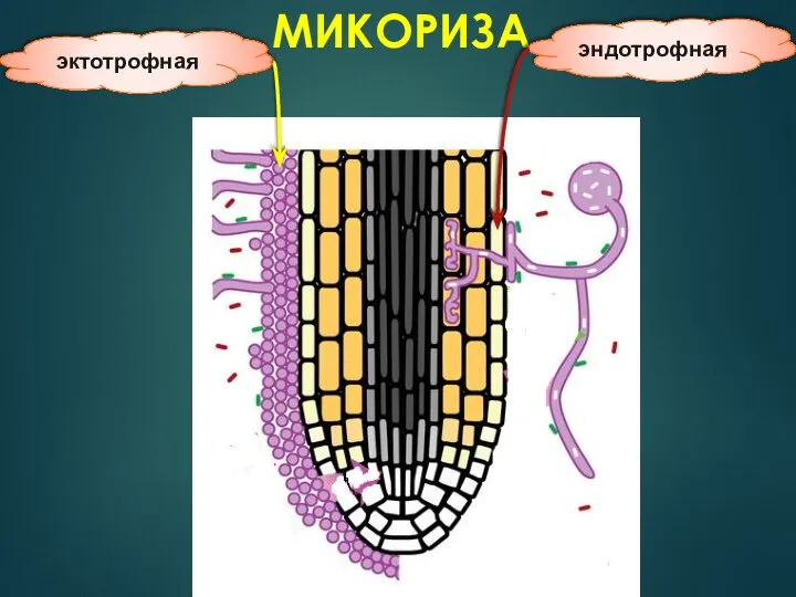 МИКОРИЗА эктотрофная эндотрофная