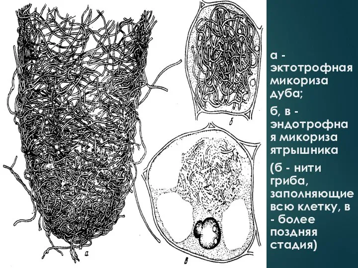 а - эктотрофная микориза дуба; б, в - эндотрофная микориза ятрышника