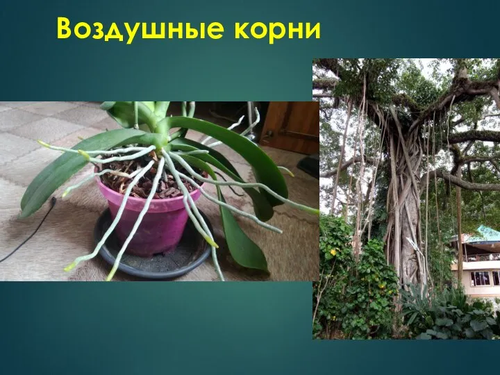 Воздушные корни