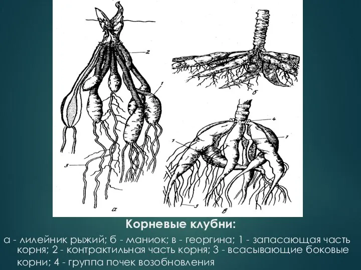 Корневые клубни: а - лилейник рыжий; б - маниок; в -