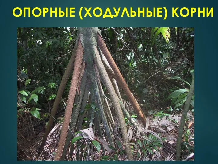 ОПОРНЫЕ (ХОДУЛЬНЫЕ) КОРНИ