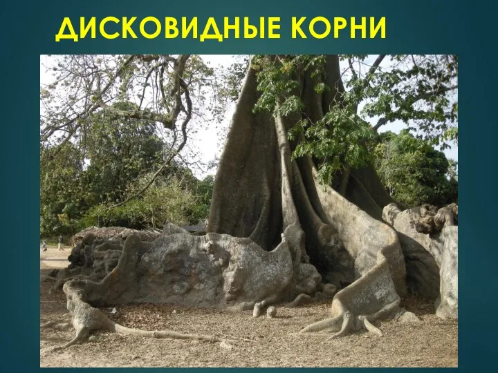 ДИСКОВИДНЫЕ КОРНИ