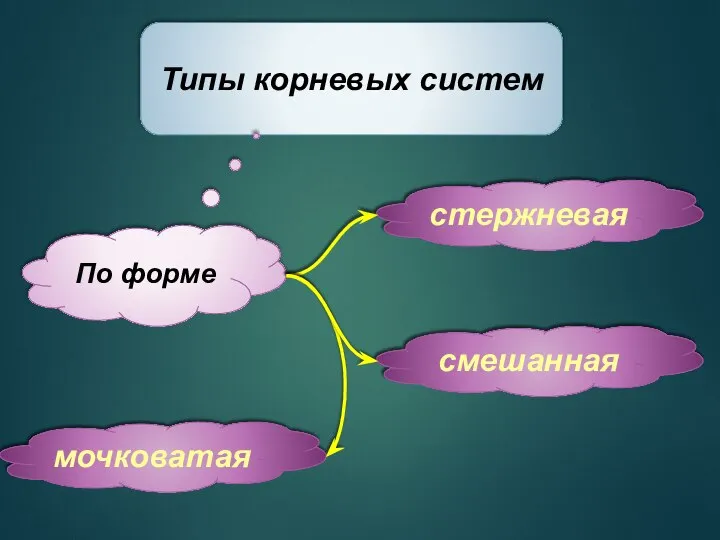 Типы корневых систем По форме стержневая мочковатая смешанная