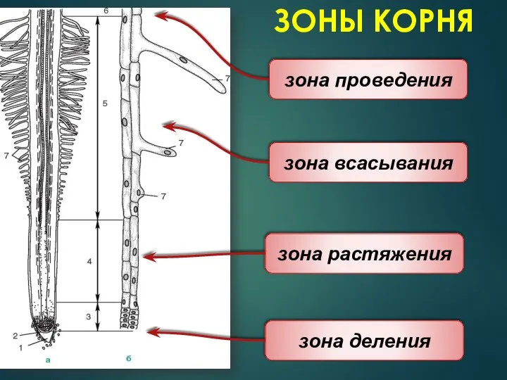 ЗОНЫ КОРНЯ зона деления зона проведения зона всасывания зона растяжения