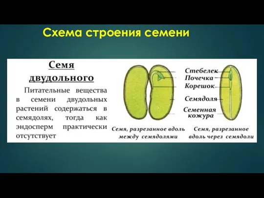 Схема строения семени