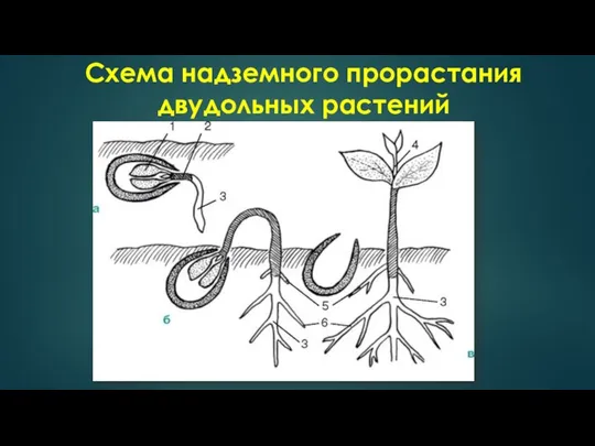 Схема надземного прорастания двудольных растений