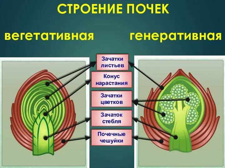 СТРОЕНИЕ ПОЧЕК Зачатки листьев Конус нарастания Почечные чешуйки Зачаток стебля Зачатки цветков вегетативная генеративная