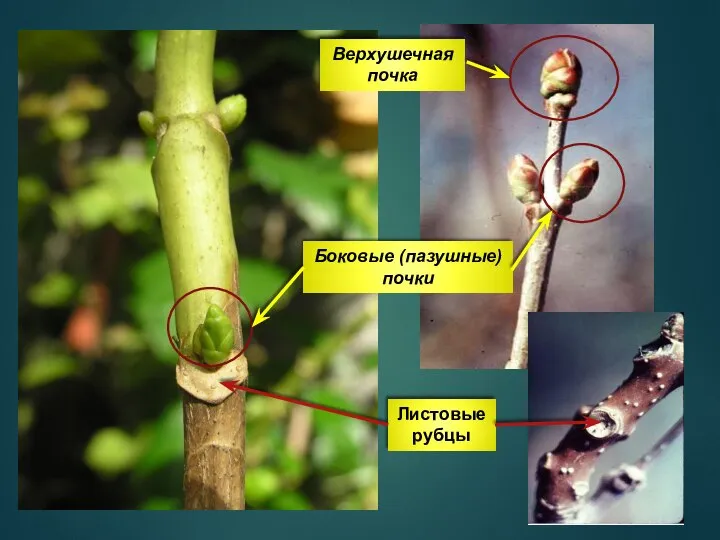 Боковые (пазушные) почки Верхушечная почка Листовые рубцы