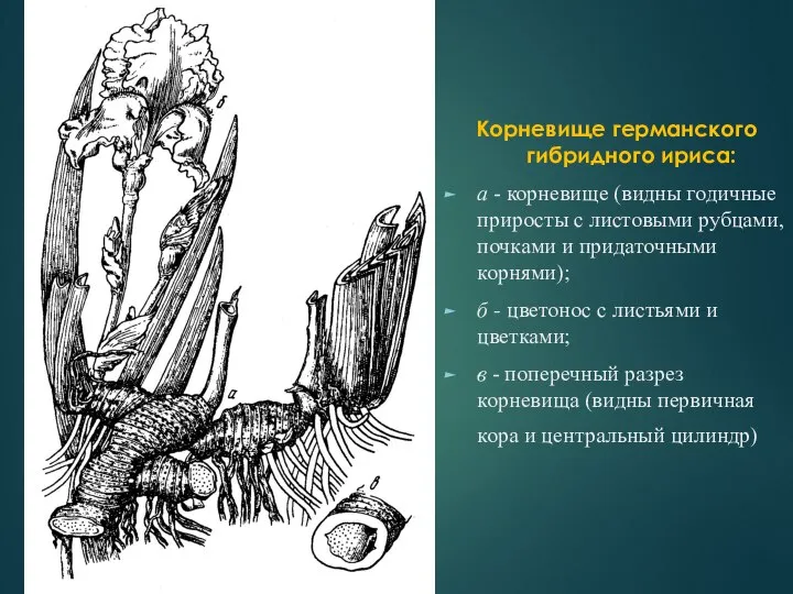 Корневище германского гибридного ириса: а - корневище (видны годичные приросты с